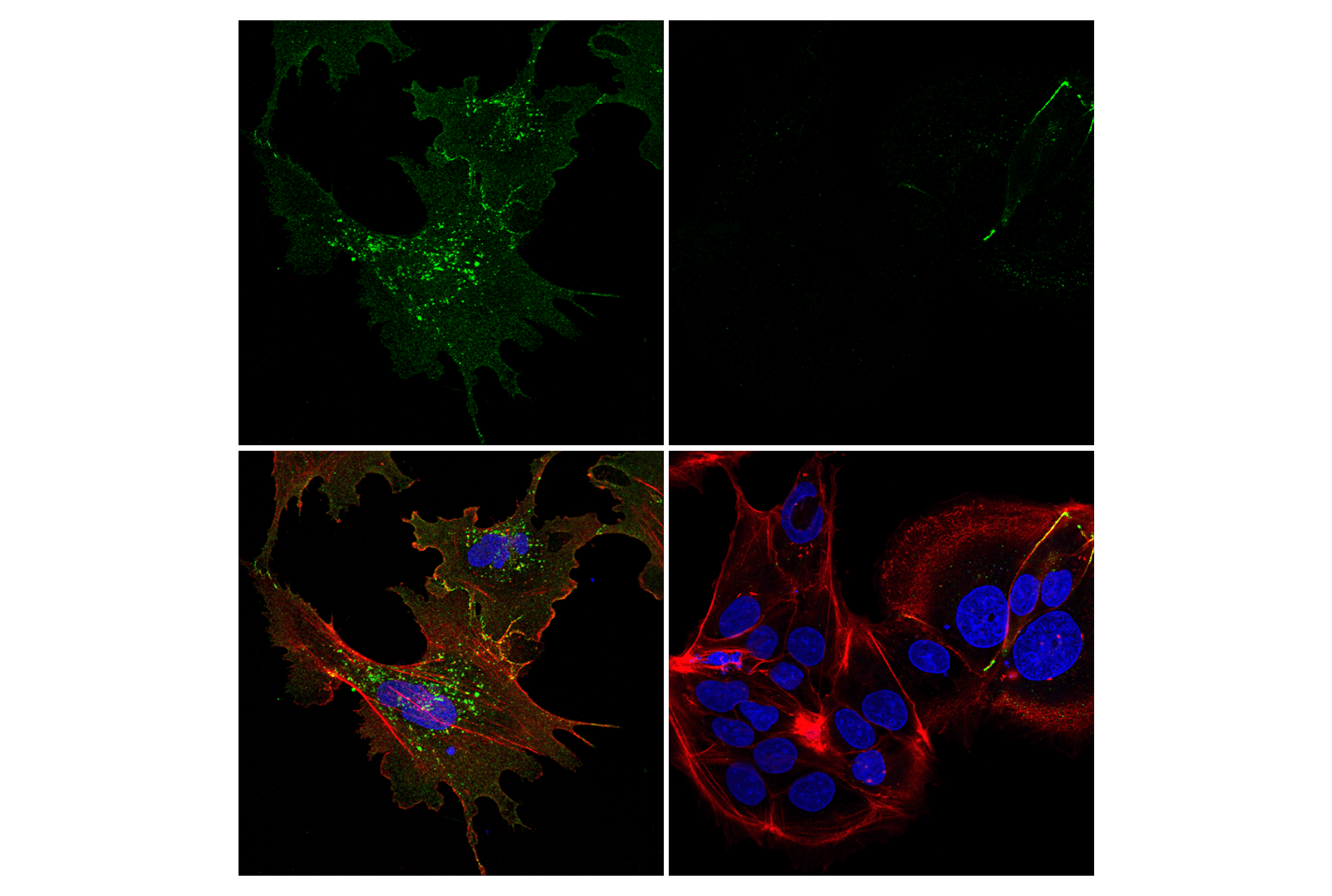 Immunofluorescence Image 1: Connexin 43 (E7N2R) XP® Rabbit mAb (BSA and Azide Free)