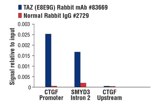 Chromatin Immunoprecipitation Image 1: TAZ (E8E9G) Rabbit mAb