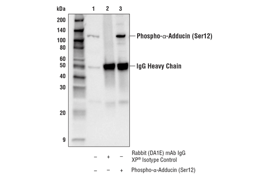 Immunoprecipitation Image 1: Phospho-α-Adducin (Ser12) (E5X8Y) Rabbit mAb