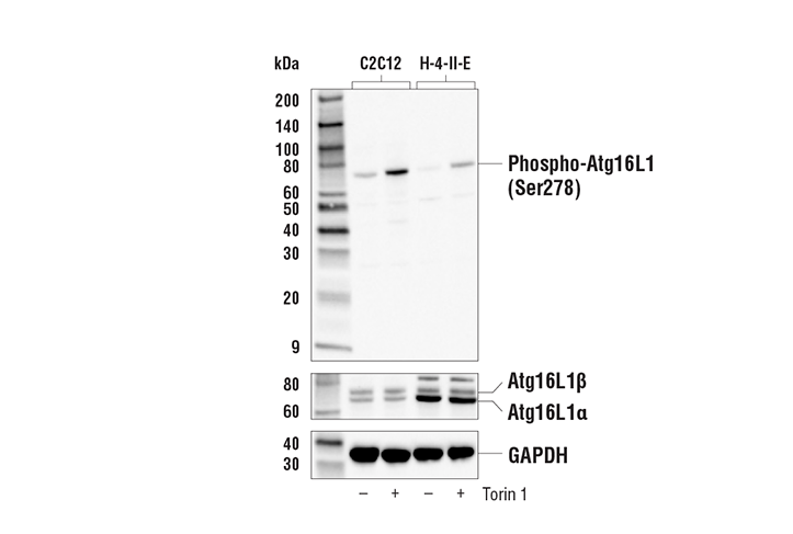 Western Blotting Image 1: Phospho-Atg16L1 (Ser278) Antibody