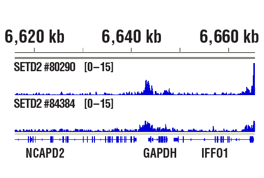 Chromatin Immunoprecipitation Image 1: SETD2 (E9H7P) Rabbit mAb