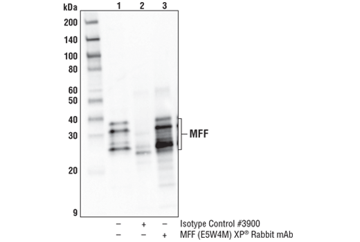  Image 27: Mitochondrial Dynamics Antibody Sampler Kit
