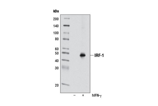  Image 11: IRF Family Antibody Sampler Kit