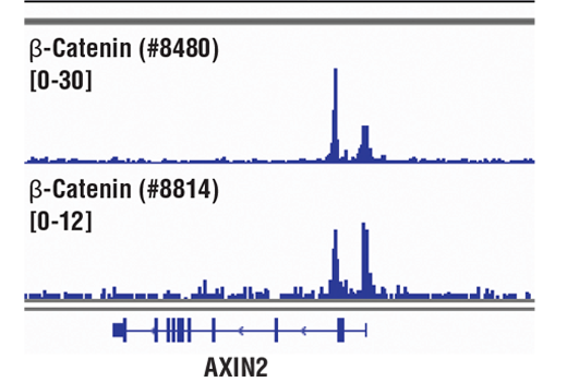 Chromatin Immunoprecipitation Image 1: β-Catenin (D10A8) XP® Rabbit mAb