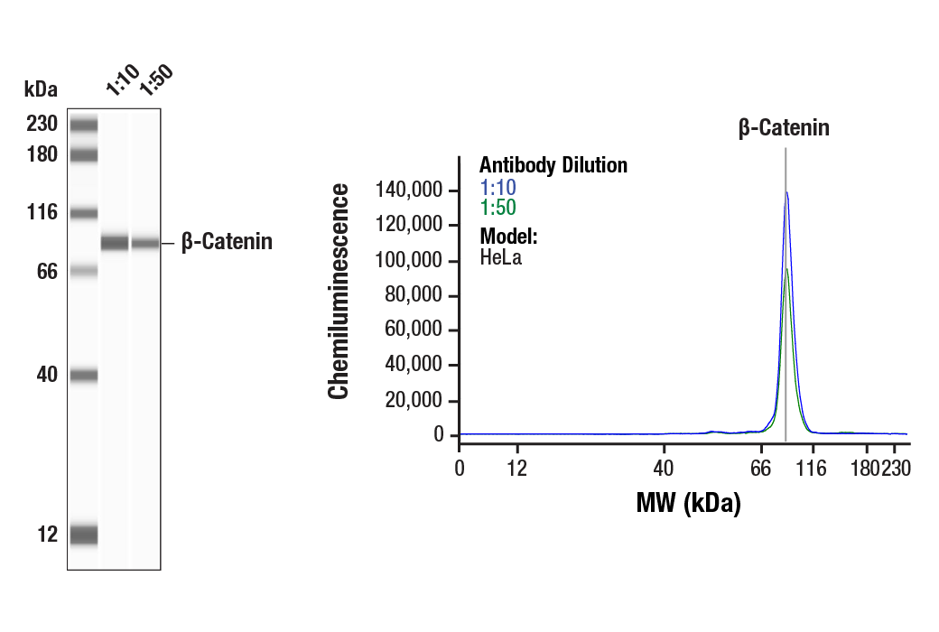  Image 2: PhosphoPlus® β-Catenin (Ser675) Antibody Duet