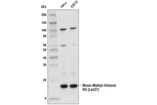 Image 4: Methyl-Histone H3 (Lys27) Antibody Sampler Kit