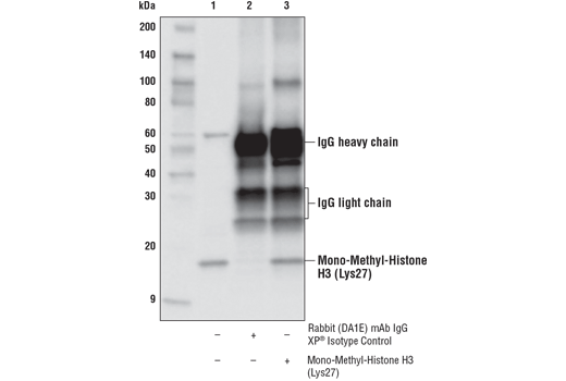 Immunoprecipitation Image 1: Mono-Methyl-Histone H3 (Lys27) (D3R8N) Rabbit mAb