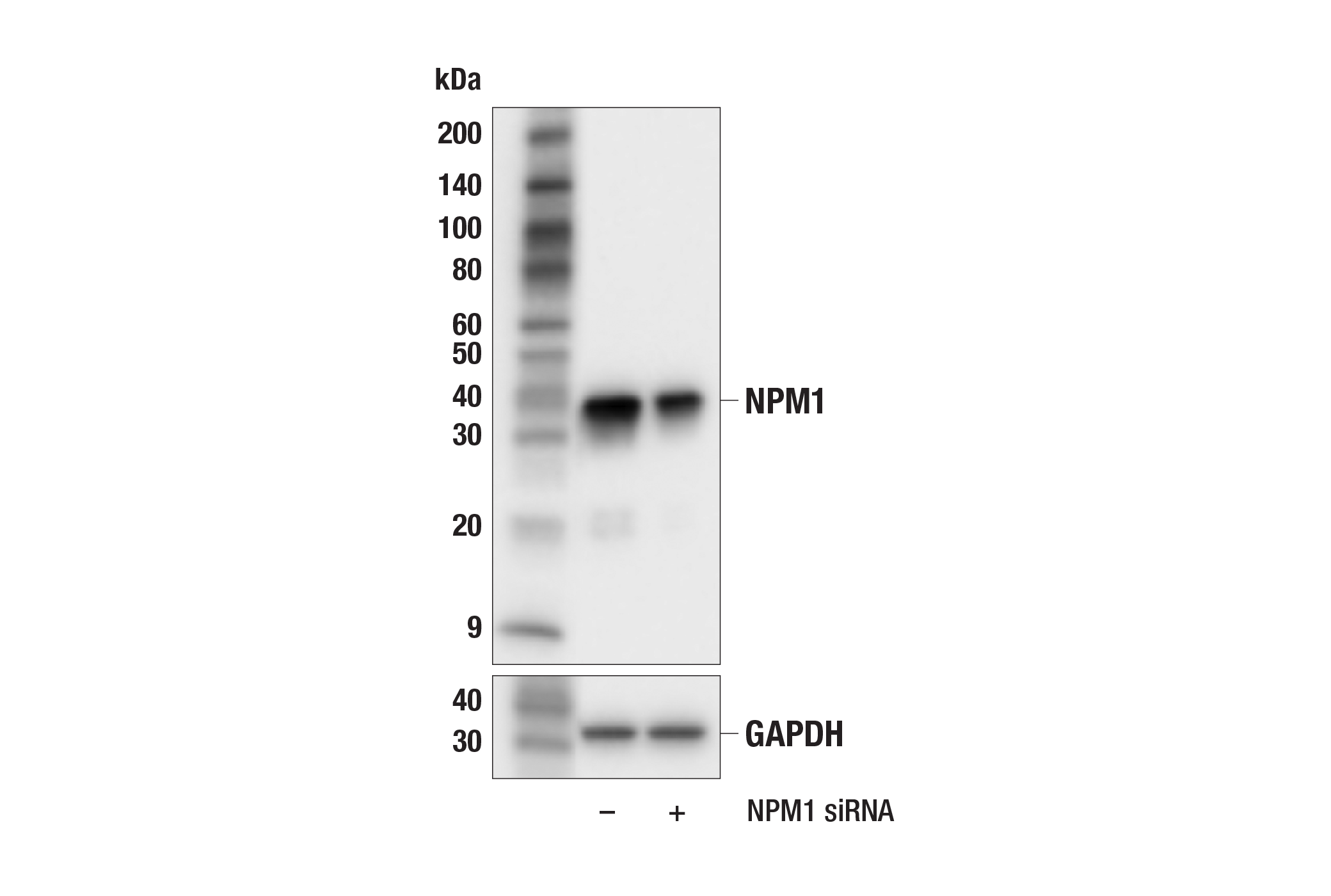 Western Blotting Image 1: NPM1 (E7W4P) Rabbit mAb (BSA and Azide Free)