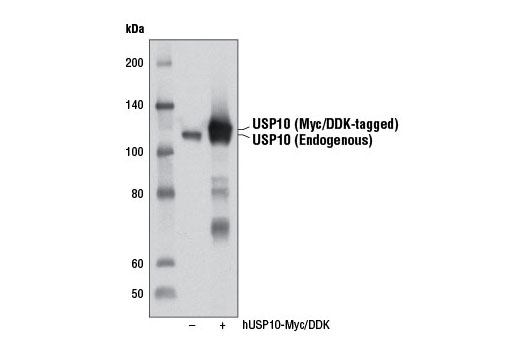  Image 10: USP Antibody Sampler Kit