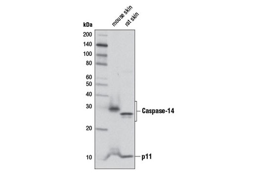 Western Blotting Image 1: Caspase-14 Antibody