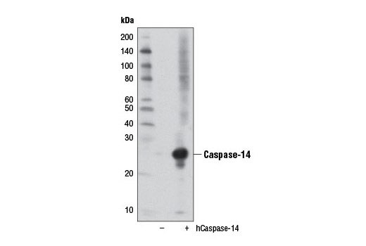 Western Blotting Image 2: Caspase-14 Antibody