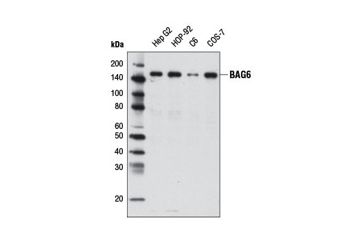 Western Blotting Image 1: BAG6 Antibody