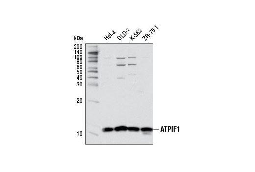 Western Blotting Image 1: ATPIF1 Antibody