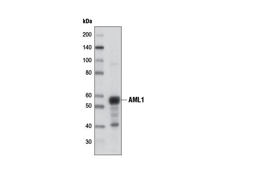 Western Blotting Image 1: AML1 (D4A6) Rabbit mAb (Mouse Preferred)