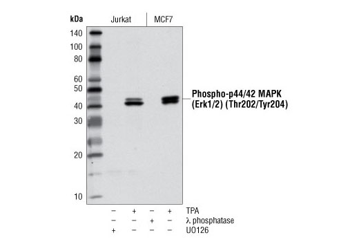 Western Blotting Image 1: Phospho-p44/42 MAPK (Erk1/2) (Thr202/Tyr204) (D13.14.4E) XP® Rabbit mAb (HRP Conjugate)