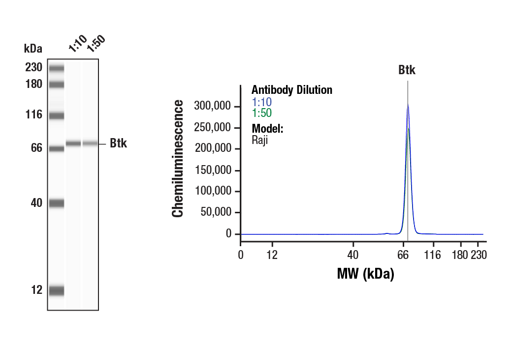  Image 1: PhosphoPlus® Btk (Tyr223) Antibody Duet