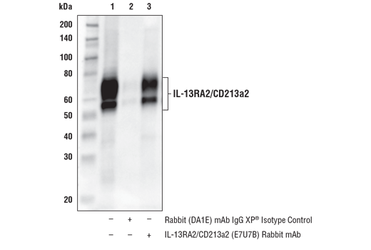 Immunoprecipitation Image 1: IL-13RA2/CD213a2 (E7U7B) Rabbit mAb
