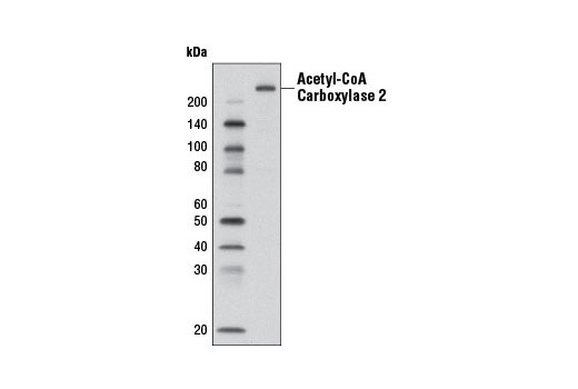 Western Blotting Image 1: Acetyl-CoA Carboxylase 2 (D5B9) Rabbit mAb
