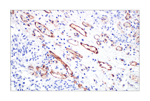 Immunohistochemistry Image 1: CD31 (PECAM-1) (89C2) Mouse mAb (BSA and Azide Free)