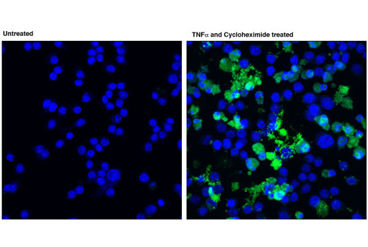 Immunofluorescence Image 1: Cleaved Caspase-8 (Asp387) (D5B2) XP® Rabbit mAb