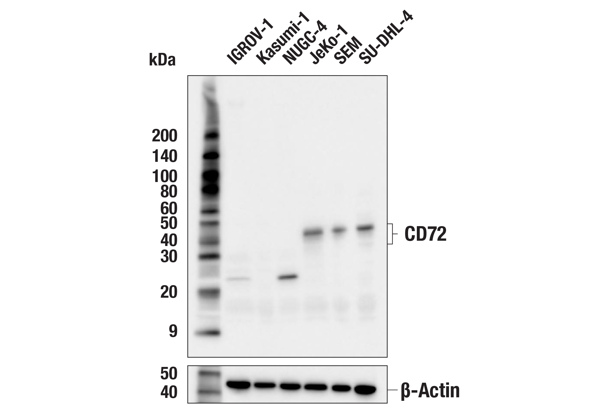 Western Blotting Image 1: CD72 (E7Q7W) Rabbit mAb