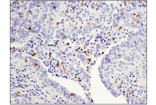 Immunohistochemistry Image 1: PD-1 (Intracellular Domain) (D4W2J) XP® Rabbit mAb