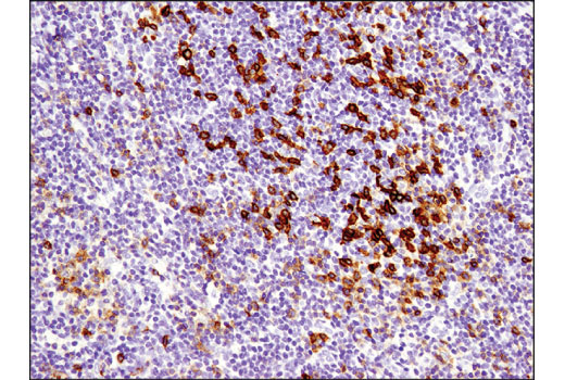 Immunohistochemistry Image 3: PD-1 (Intracellular Domain) (D4W2J) XP® Rabbit mAb