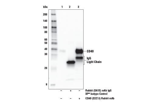 Immunoprecipitation Image 1: CD40 (E2Z7J) Rabbit mAb