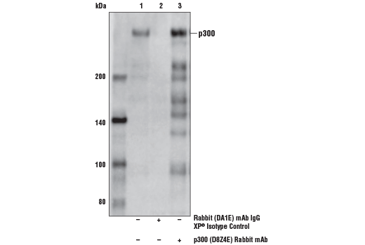  Image 32: Hypoxia Activation IHC Antibody Sampler Kit