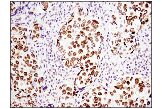 Immunohistochemistry Image 1: p300 (D8Z4E) Rabbit mAb
