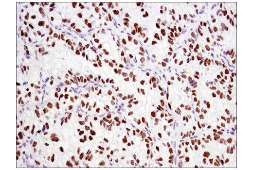 Immunohistochemistry Image 3: p300 (D8Z4E) Rabbit mAb
