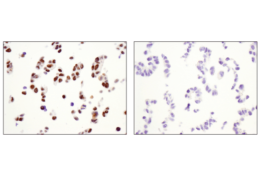 Immunohistochemistry Image 4: p300 (D8Z4E) Rabbit mAb