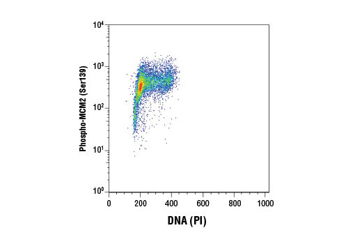 Flow Cytometry Image 1: Phospho-MCM2 (Ser139) (D1Z8X) XP<sup>®</sup> Rabbit mAb (BSA and Azide Free)