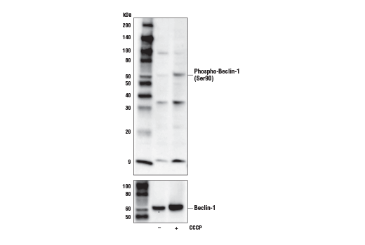 Western Blotting Image 2: Phospho-Beclin-1 (Ser90) Antibody