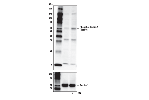 Western Blotting Image 3: Phospho-Beclin-1 (Ser90) Antibody