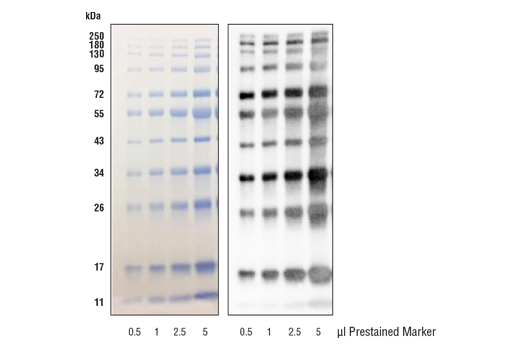 Image 1: Blue Prestained Protein Marker Detection Pack