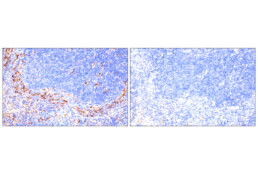 Immunohistochemistry Image 8: CD36 (E8B7S) Rabbit mAb (BSA and Azide Free)