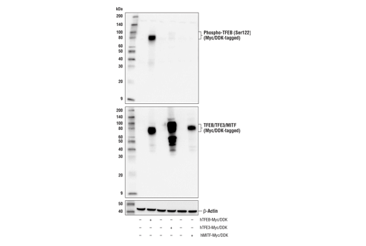 Western Blotting Image 3: Phospho-TFEB (Ser122) Antibody