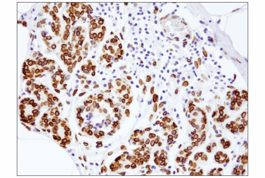 Immunohistochemistry Image 1: Lamin A (133A2) Mouse mAb