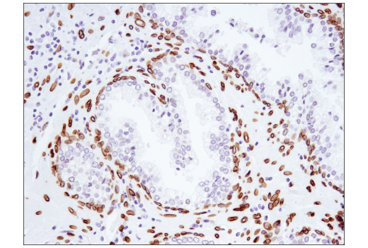 Immunohistochemistry Image 4: Lamin A (133A2) Mouse mAb