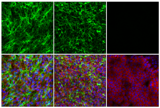 Immunofluorescence Image 2: COL5A1 (E6U9W) Rabbit mAb