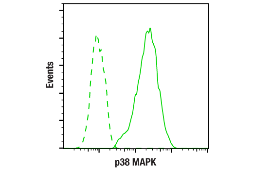  Image 10: PhosphoPlus® p38 MAPK (Thr180/Tyr182) Antibody Kit
