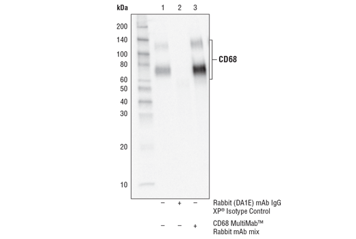  Image 20: Microglia Neurodegeneration Module Antibody Sampler Kit