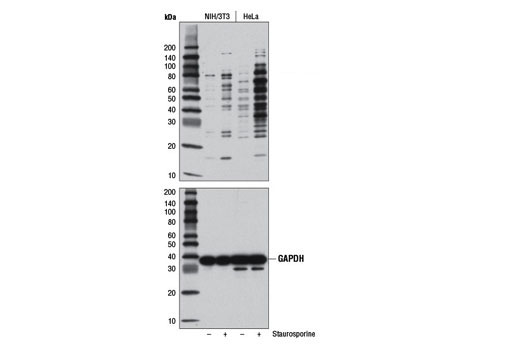 Western Blotting Image 1: Cleaved Caspase Substrate Motif [DE(T/S/A)D] MultiMab®  Rabbit mAb mix