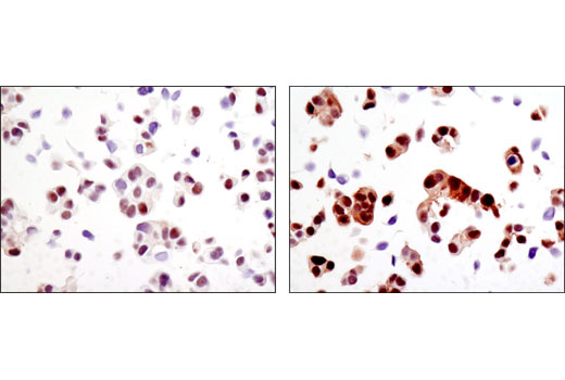  Image 6: PhosphoPlus® MOB1A/MOB1B (Thr35) Antibody Duet