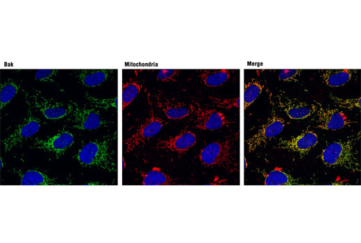 Immunofluorescence Image 1: Bak (D4E4) Rabbit mAb (BSA and Azide Free)