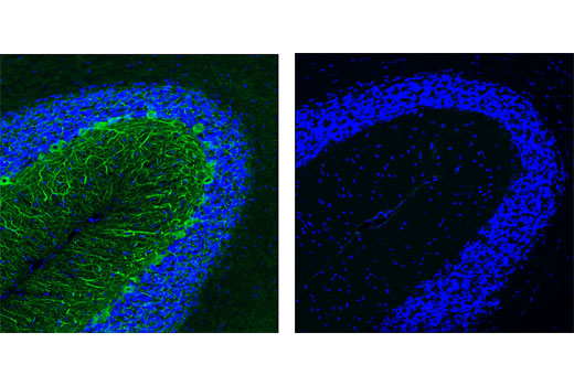 Immunofluorescence Image 2: Mouse (G3A1) mAb IgG1 Isotype Control (BSA and Azide Free)