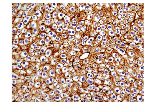 Immunohistochemistry Image 2: NT5E/CD73 (D7F9A) Rabbit mAb (BSA and Azide Free)