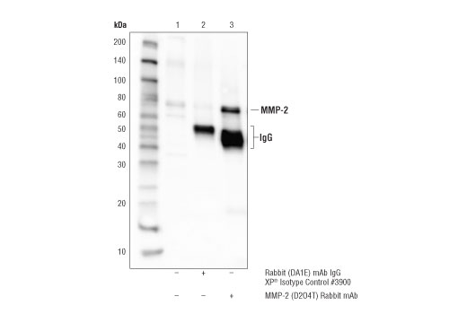  Image 15: Mouse Reactive Senescence Associated Secretory Phenotype (SASP) Antibody Sampler Kit