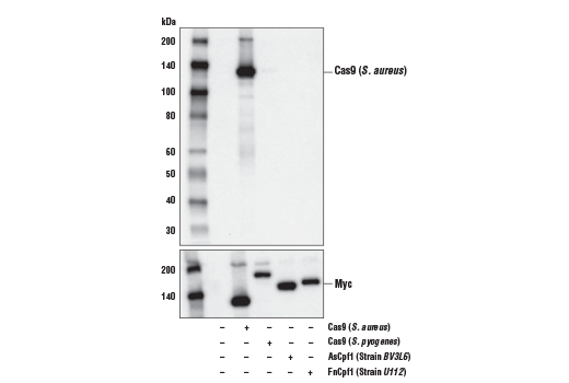 Western Blotting Image 1: Cas9 (S. aureus) (E4G3U) Rabbit mAb (BSA and Azide Free)